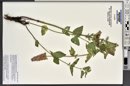 Agastache urticifolia image