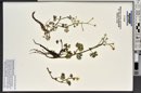 Ranunculus gmelinii image