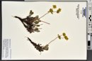 Eriogonum jamesii image