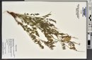 Hedysarum boreale subsp. boreale image
