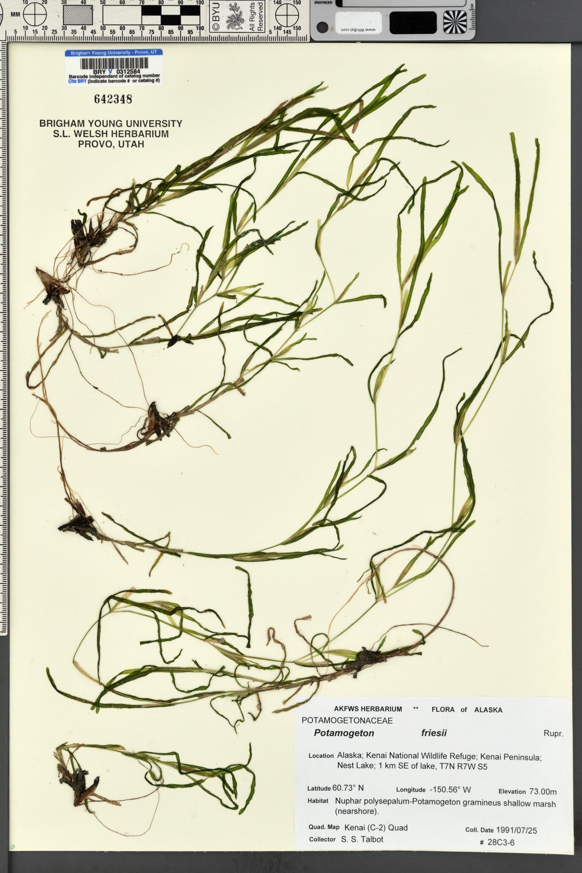 Potamogeton friesii image