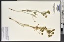 Lomatium ambiguum image