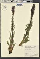 Phacelia sericea image