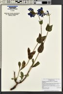 Penstemon cyananthus image