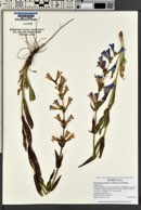 Penstemon payettensis image