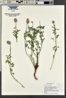 Dalea ornata image