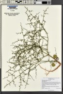 Eriogonum deflexum image