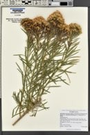 Ericameria nauseosa var. salicifolia image