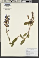 Penstemon cyananthus image