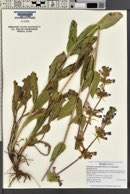 Penstemon cyananthus image