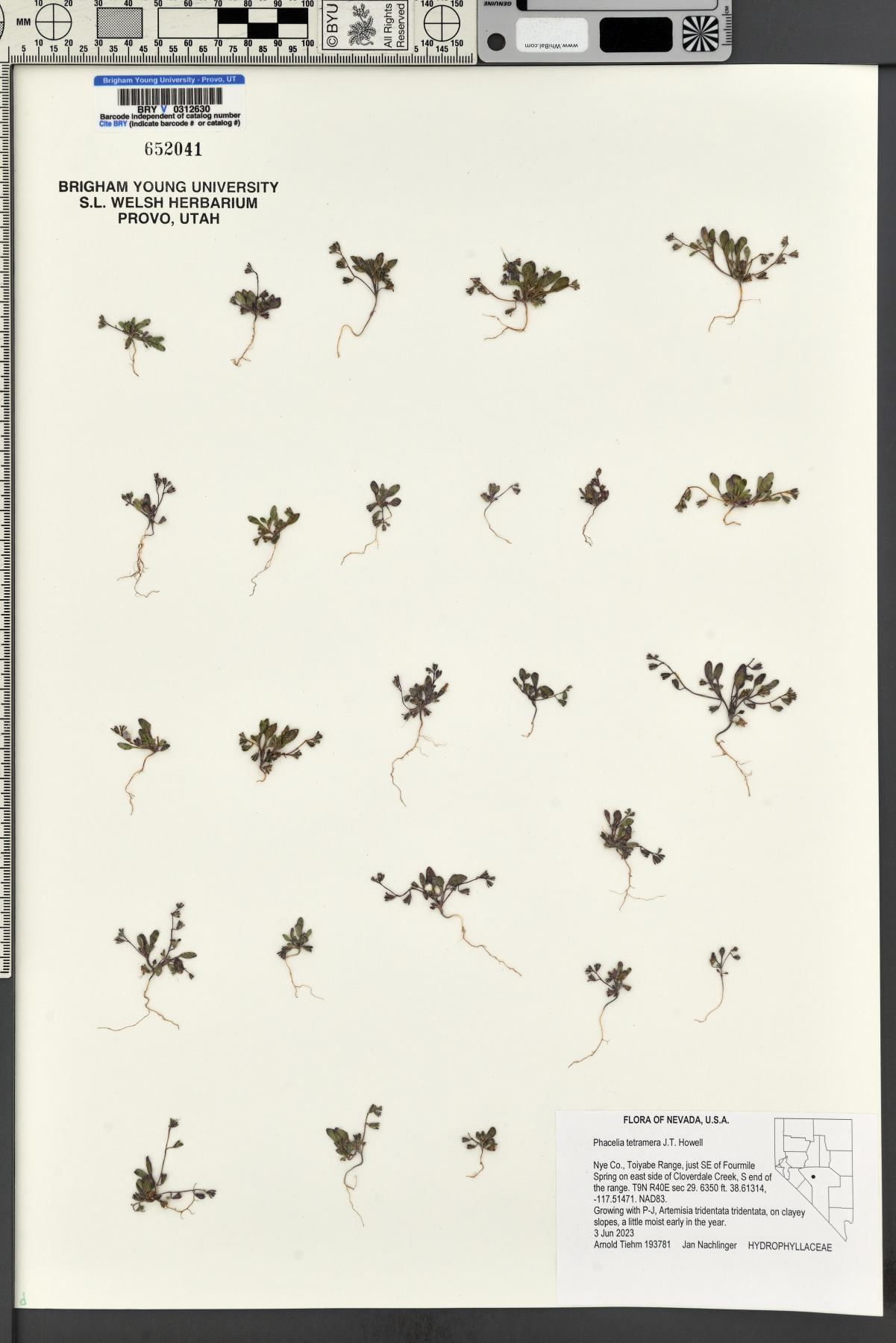 Phacelia tetramera image