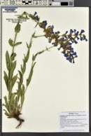 Penstemon cyananthus var. subglaber image