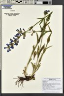 Penstemon cyananthus var. subglaber image