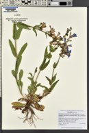 Penstemon cyananthus image