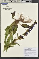 Penstemon perpulcher image
