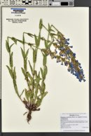 Penstemon cyananthus var. subglaber image