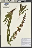 Penstemon perpulcher image
