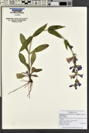 Penstemon cyananthus var. subglaber image