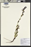 Penstemon cyaneus image