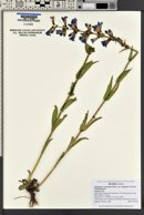 Penstemon cyananthus var. subglaber image