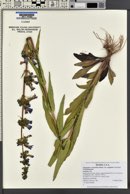 Penstemon cyananthus var. subglaber image