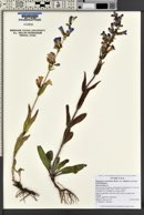 Penstemon cyananthus var. subglaber image