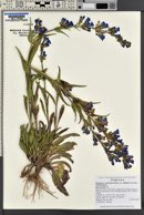 Penstemon cyananthus var. subglaber image