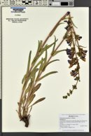 Penstemon perpulcher image