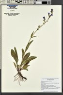 Penstemon perpulcher image