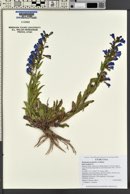 Penstemon perpulcher image