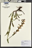Penstemon cyananthus var. subglaber image
