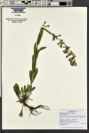 Penstemon perpulcher image
