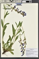 Penstemon perpulcher image