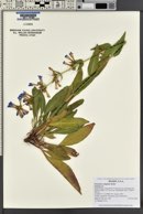Penstemon subglaber image