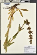 Penstemon cyananthus image