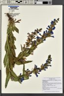 Penstemon cyananthus var. subglaber image
