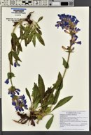 Penstemon pennellianus image