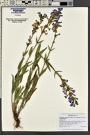 Penstemon cyananthus var. subglaber image