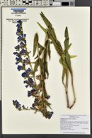 Penstemon perpulcher image