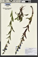 Penstemon perpulcher image