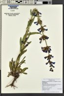 Penstemon cyananthus var. subglaber image