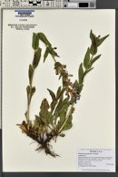 Penstemon perpulcher image