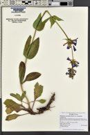 Penstemon cyananthus image