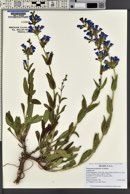 Penstemon perpulcher image