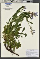 Penstemon subglaber image
