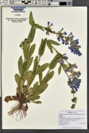 Penstemon cyananthus image