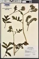 Phacelia cicutaria image
