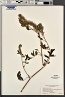 Phacelia cicutaria image