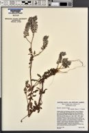 Phacelia cicutaria image