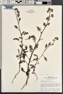Phacelia cicutaria image
